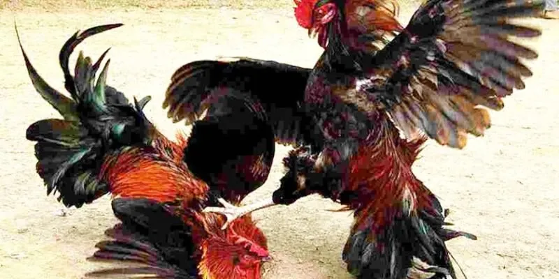 Chiến kê sở hữu thế đá xạ sở hữu nhiều ưu điểm