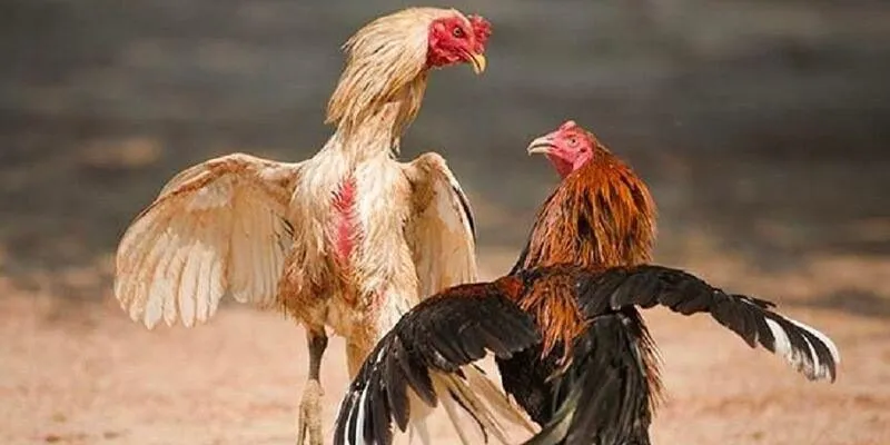 Có thể nhận biết chiêu thức qua các dấu hiệu đặc trưng