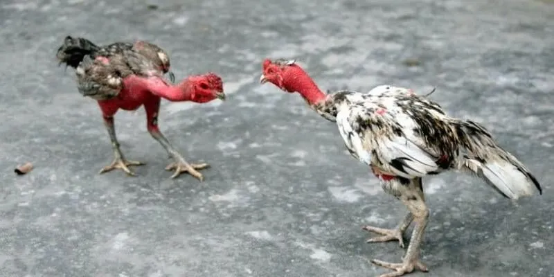 Đá gà chọi nòi - Bộ môn văn hóa đặc sắc của người Việt