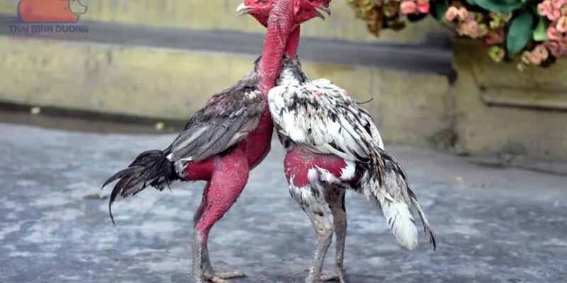 Đá Gà Chọi Nòi Là Gì? Bí Quyết Huấn Luyện Và Chiến Đấu