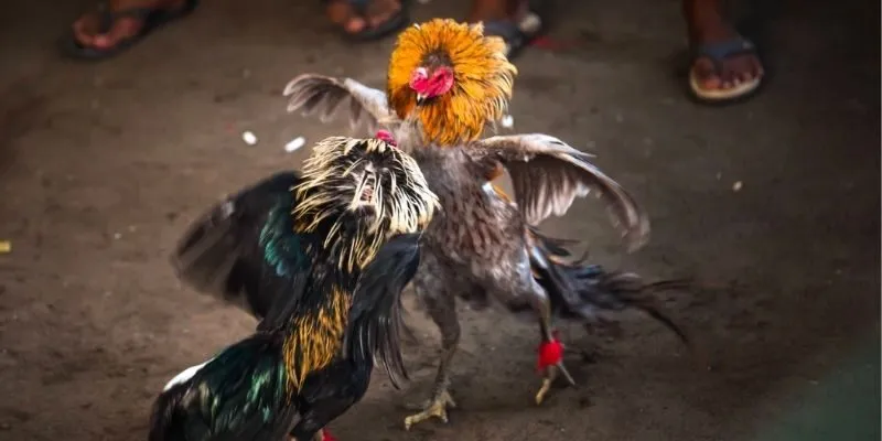 Giới thiệu đôi nét cuốn hút nhất về danh mục đá gà VNLOTO