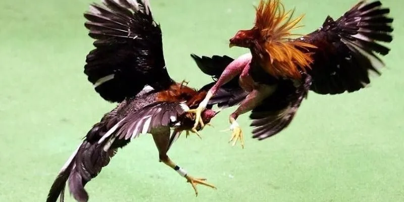 Nắm bắt tất tần tật các luật lệ và nguyên tắc đặt ra khi chơi