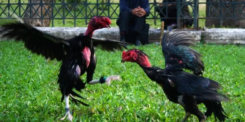 Thế Đá Gà Xạ Là Gì? Tìm Hiểu Chiến Thuật Tạo Nên Ưu Thế