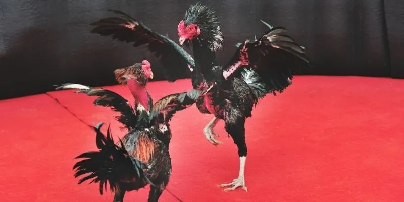 Thiên đường cá cược đối kháng thú vị và cuốn hút